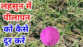 लहसुन में पीलापन को कैसे दुर करें || lahsun me pilapan ki dawa || garlic farming