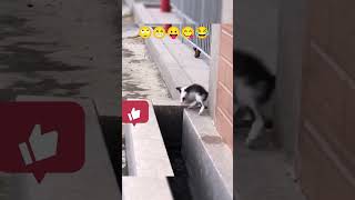 Cute cats scaring shorts, cat's fail's shorts | funny animals | soo funny and cute moments 😁😂