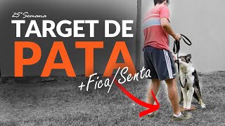 Como ensinar target de PATA + FICA e SENTA para o cachorro? 🐶 | Adestramento Grátis | Cão Guardião