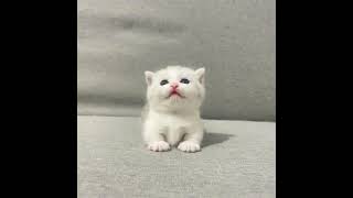 CUTE CAT 🥰