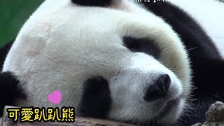 圓寶躺在棲架休息，熟睡模樣超可愛|熊貓貓熊The Giant Panda Yuan Yuan and Yuan Bao|台北市立動物園