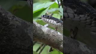 Snake Tries To Eat A Bird! #shorts