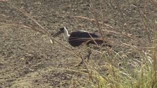 Wolly Necked Stork Video | Storks In India