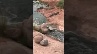 Tobboggan crocodile is slide in water slide with meet in small lake..! #crocodile #shorts #yt