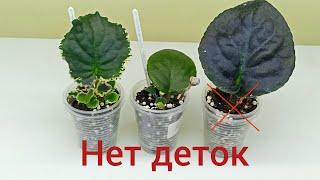 Почему укорененный лист фиалки не дает деток? Причины и решение!