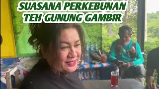 Suasana Perkebunan Teh Gunung Gambir