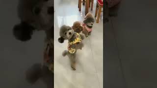 Cute Little Dogs Dancing |#shorts