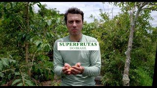 Superfrutas do Brasil | Gabiroba amarela (Campomanesia xanthocarpa)