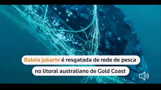 💠Baleia “JUBARTE”é resgatado e salva de rede de pesca no litoral Australiano🙏💠