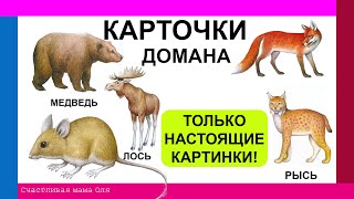 Карточки Домана Степные животные