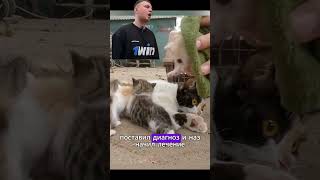 Парень помог кошке и её котятам