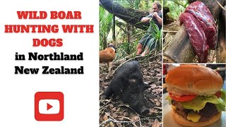 Wild Boar Hunting with dogs in Northland, New Zealand.