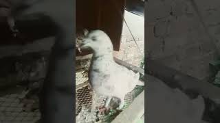 pigeons video#YouTube short video#viral# pigeon 100K 👍🏻🥺🕊️