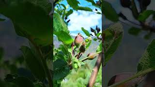 Chhote Chhote Se Apples🍏 | Apple Orchards in Kullu-Manali Himachal | #apple Season in manali #shorts