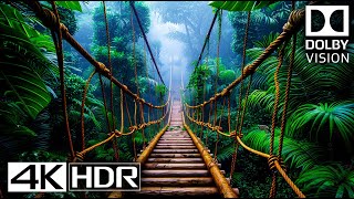 Most Special 4K HDR 60 FPS Dolby Vision (4K Video)