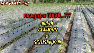 Cara memperbaiki kegagalan dalam budidaya CABE