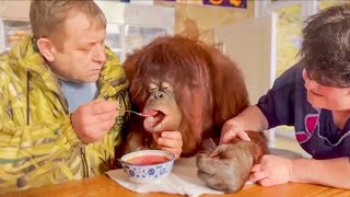 Turn On and Be Happy! Oleg Zubkov brought an orangutan Dana to eat borscht and watch TV in a cafe!