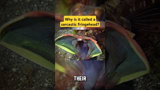 The Sarcastic Fringehead's Secret Weapon #factshorts #shorts #animals