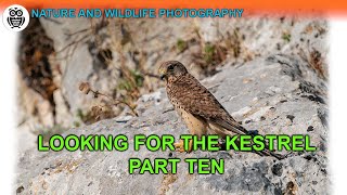 Looking for the KESTREL - part ten. HOW TO PHOTOGRAPH the common KESTREL