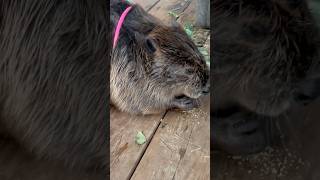 Tulip pretty in pink #beavers #cute #asmr