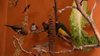 Foreign Finches Enjoying French Red Anjou Millet Spray