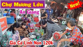 Nhộn Nhịp Chợ Cá Mùa Nước Nổi Về - Giá Cá Linh Non 120k Ở Chợ Mương Lớn An Giang