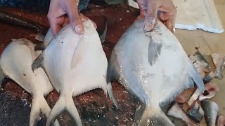 Amazing Big Pomfret Fish Cutting Skills Mayurbhanj 🔥 Big Hilisa Fish Cutting Skills