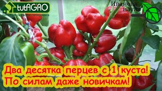 ПЕРЕЦ от А до Я. Даю самую простую схему подкормки перца: высадка рассады - окончание сбора урожая.