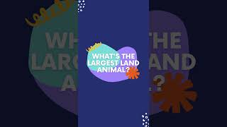 What's the largest land animal?