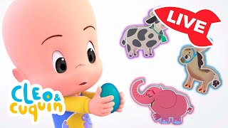 🔴 LIVE 🔴 Learn colors, numbers and shapes with Cuquín | Educational videos for kids