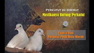 PERKUTUT INI DISEBUT MUSTIKANYA BURUNG PERKUTUT || Tuah dan Yoni Perkutut Putih Mata Merah ||