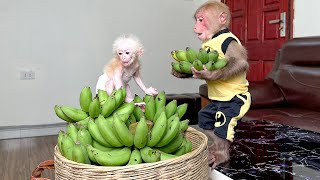 Bibi helps dad incubate banana making the baby monkey is surprised!