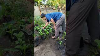 Pohon Sawi yang sedang butuh perhatian dari pemilik kebun (minta di siram)