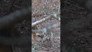 Two Young Bucks Sparring! #shorts #hunting