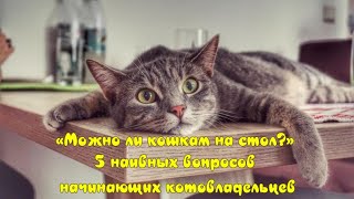 Можно ли кошкам на стол? 5 наивных вопросов начинающих котовладельцев Can cats sit on the table?