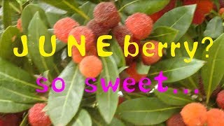 Ngebolang bersama Nonchan part 2 || Pertama kali makan buah Juneberry