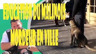 ETRE PROPRIETAIRE D UN MALINOIS OU UN CHIEN DEMANDE DES COMPETENCES ET UN SAVOIR FAIRE POUR EDUQUER