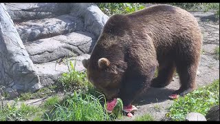 Медведь Мансур наслаждается арбузами🐻🍉🌞  Mansur bear enjoying watermelons🐻🍉🌞