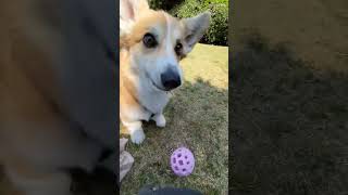 #dog #phantomfireworks #funnyshorts #summerfireworks #meme #shortvideo #funnymemes #military #funny