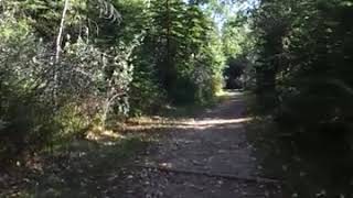 Walking A Wooded Trail