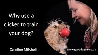 Why use a clicker to train your dog?