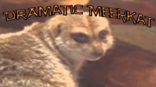 Dramatic Meerkat