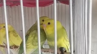 ASMR Parakeets | Live Stream With Our Birds 🐦 🐦