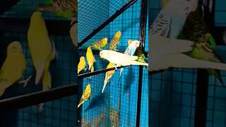 beautiful budgies parrot 🥰😘plz like and subscribe🙏