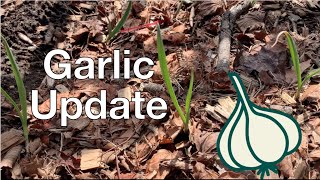 Edgewood Garlic Update