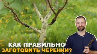 Черенки плодовых деревьев. Как их заготовить и сохранить.