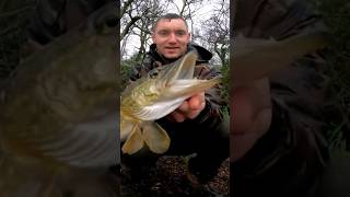 Pike caught on savage gear line through trout 20cm #pike #shorts