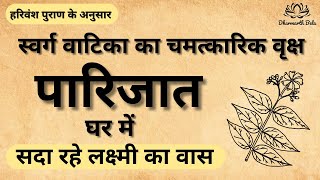 घर में लगाएं पारिजात, सदा बना रहे लक्ष्मी का वास। हरिवंश पुराण । पौराणिक कथा ।