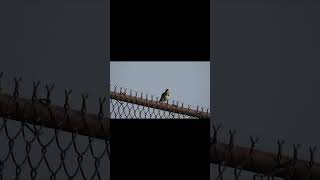 Song Sparrow is posted on the fence (New York)(Audio)(Good Quality)