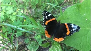 Facts about Red Admiral Butterflies